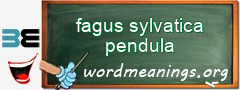 WordMeaning blackboard for fagus sylvatica pendula
